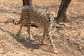 Cheetah Kruger National Park Royalty Free Stock Photo
