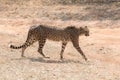 Cheetah Kruger National Park