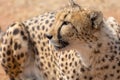 Cheetah Kruger National Park Royalty Free Stock Photo