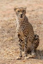 Cheetah Kruger National Park