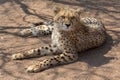 Cheetah Kruger National Park Royalty Free Stock Photo