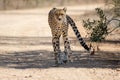 Cheetah kruger national Park