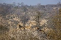 Cheetah in Kruger National park, South Africa