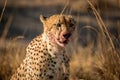 Cheetah in the Kruger National Park, South Africa. Royalty Free Stock Photo