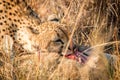 Cheetah in the Kruger National Park, South Africa. Royalty Free Stock Photo