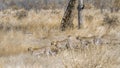 Cheetah in Kruger National park, South Africa Royalty Free Stock Photo