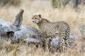 Cheetah in Kruger National park, South Africa Royalty Free Stock Photo