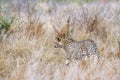 Cheetah in Kruger National park, South Africa Royalty Free Stock Photo