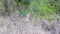 Cheetah in Kruger National park, South Africa Royalty Free Stock Photo