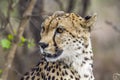 Cheetah in Kruger National park, South Africa Royalty Free Stock Photo