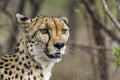 Cheetah in Kruger National park, South Africa Royalty Free Stock Photo