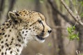 Cheetah in Kruger National park, South Africa Royalty Free Stock Photo