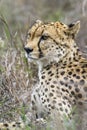 Cheetah in Kruger National park, South Africa Royalty Free Stock Photo