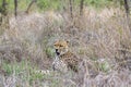Cheetah in Kruger National park, South Africa Royalty Free Stock Photo