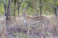 Cheetah in Kruger National park, South Africa Royalty Free Stock Photo