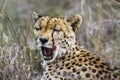 Cheetah in Kruger National park, South Africa Royalty Free Stock Photo