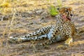 Cheetah, Kruger National Park Royalty Free Stock Photo