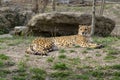 Cheetah in the zoo