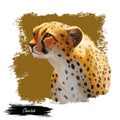 Cheetah large cat from North, Southern East Africa isolated digital art illustration. Southeast African cheetah hand drawn