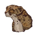 Cheetah large cat from North, Southern East Africa isolated vector illustration. Southeast African cheetah hand drawn portrait.