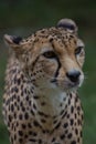 The cheetah is a large cat of the subfamily Felinae.