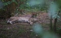 The cheetah is a large cat of the subfamily Felinae. Royalty Free Stock Photo