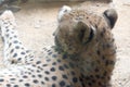 The cheetah is a large cat of the subfamily Felinae that occurs Royalty Free Stock Photo