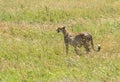 A pregnant wild Cheetah in the Serengeti, Tanzania