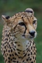 The cheetah is a large cat of the subfamily Felinae. Royalty Free Stock Photo