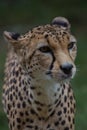 The cheetah is a large cat of the subfamily Felinae. Royalty Free Stock Photo