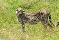 A pregnant wild Cheetah in the Serengeti, Tanzania