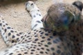 The cheetah is a large cat of the subfamily Felinae that occurs Royalty Free Stock Photo