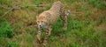 The cheetah is a large-sized feline inhabiting most of Africa