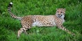 The cheetah is a large-sized feline inhabiting most of Africa