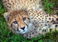 The cheetah is a large-sized feline inhabiting most of Africa