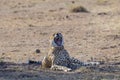 Cheetah Royalty Free Stock Photo