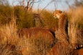 Cheetah in last light