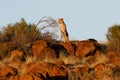 Cheetah in last light