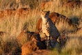 Cheetah in last light