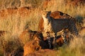 Cheetah in last light