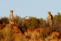 Cheetah in last light