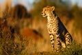 Cheetah in last light