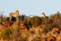 Cheetah in last light