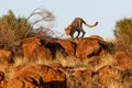 Cheetah in last light