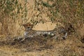 A cheetah lay resting on the grass  its face lying toward the camera. Royalty Free Stock Photo