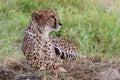Cheetah Laying in Long Grass Royalty Free Stock Photo