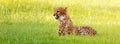 Cheetah Laying in Long Grass Royalty Free Stock Photo