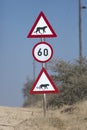 Cheetah and leopard signs.