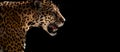 Cheetah, leopard, jaguar