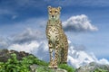 Cheetah leopard portrait